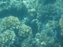 Fiji 2017 - Unterwasserwelt